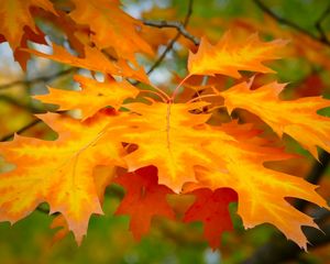 Preview wallpaper leaf, autumn, maple