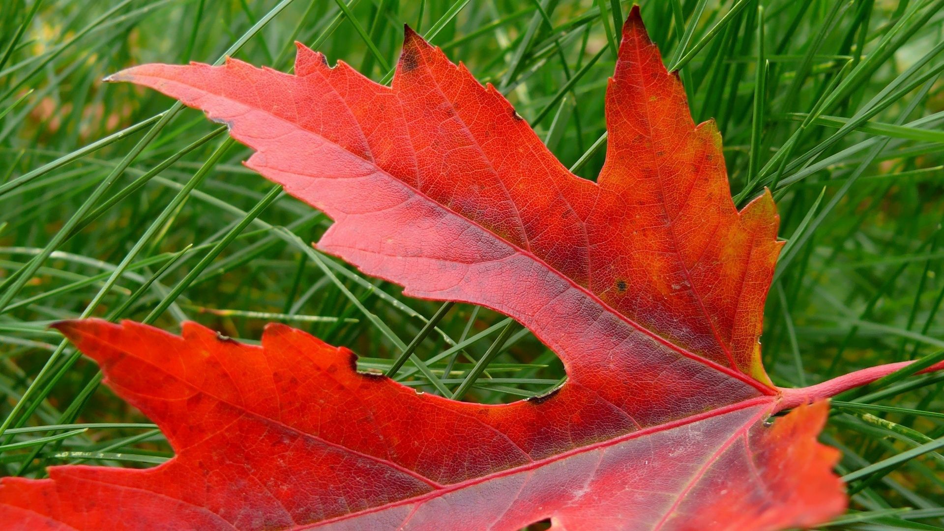 Download wallpaper 1920x1080 leaf, autumn, maple, dry, fallen full hd