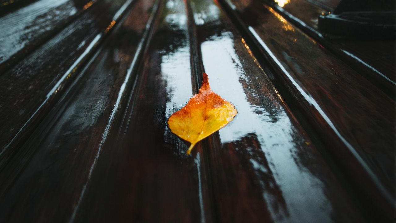 Wallpaper leaf, autumn, moisture, rain