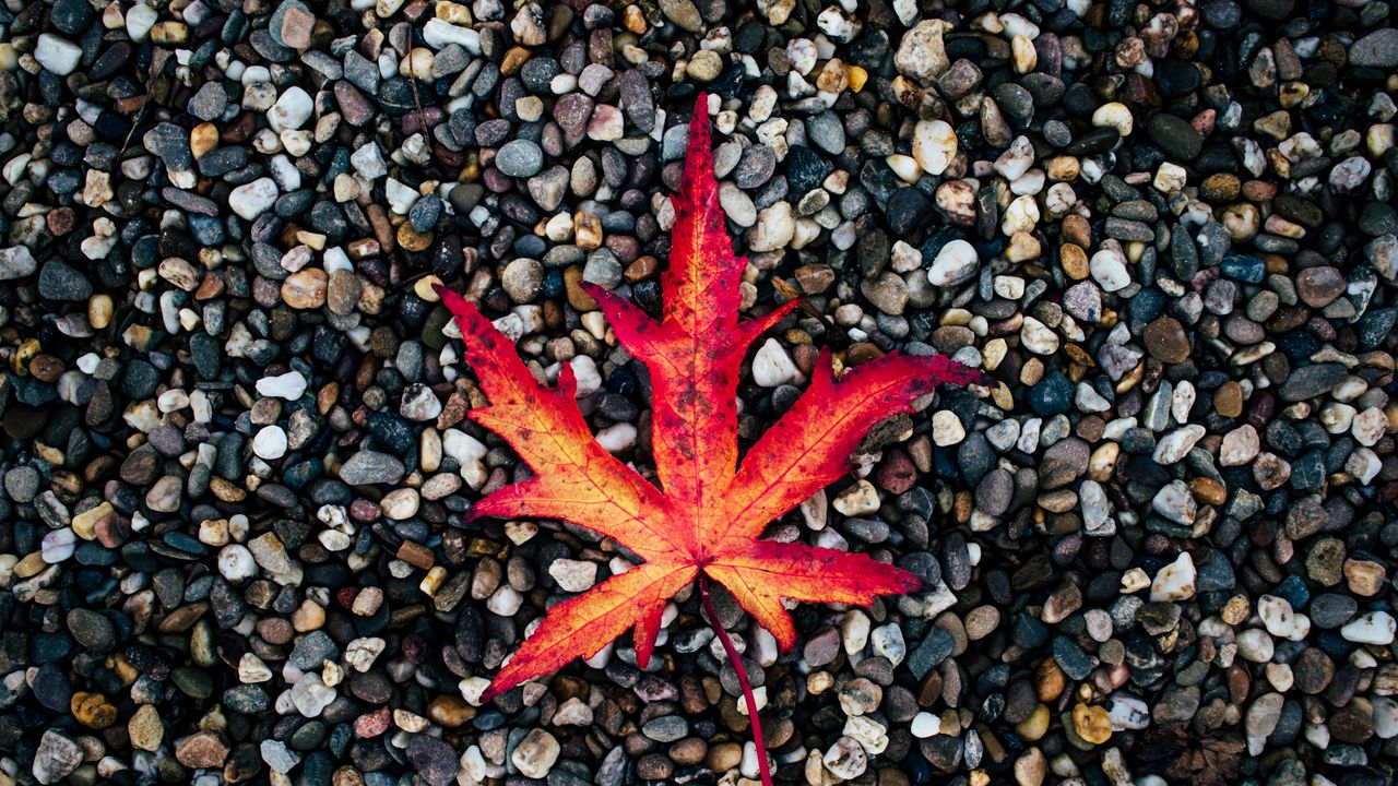 Wallpaper leaf, autumn, stones, fallen