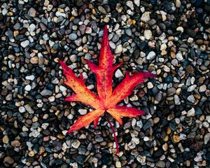 Preview wallpaper leaf, autumn, stones, fallen