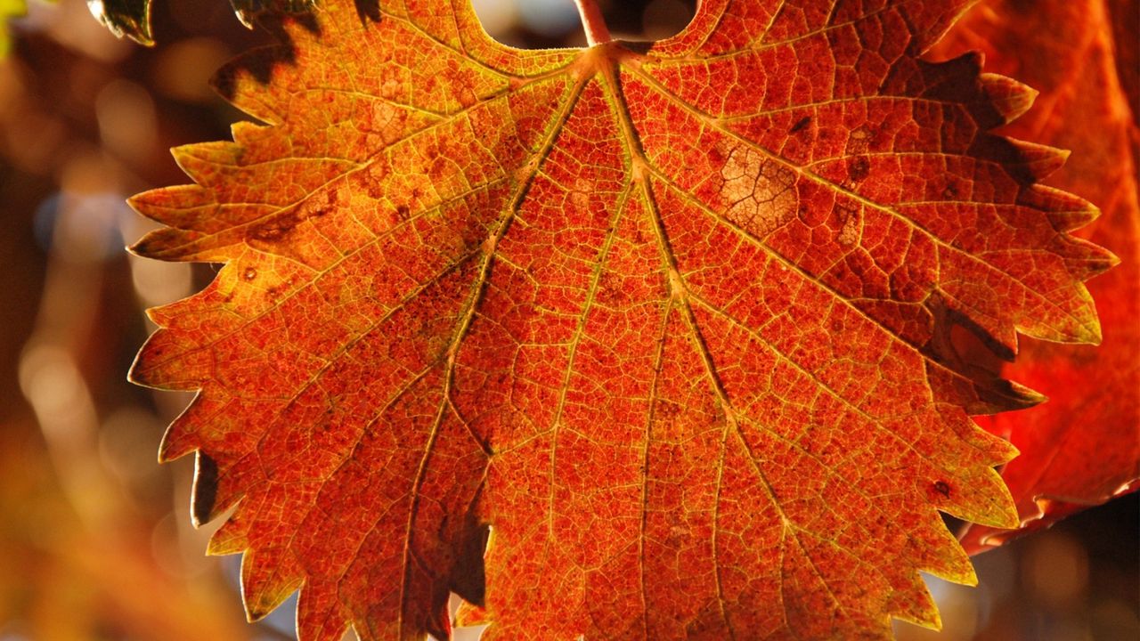 Wallpaper leaf, autumn, veins, carved