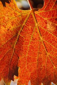 Preview wallpaper leaf, autumn, veins, carved