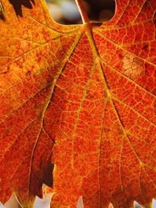 Preview wallpaper leaf, autumn, veins, carved