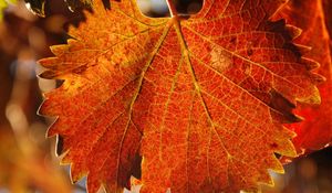 Preview wallpaper leaf, autumn, veins, carved