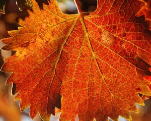 Preview wallpaper leaf, autumn, veins, carved