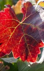 Preview wallpaper leaf, autumn, vines, branches