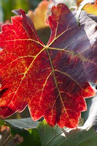 Preview wallpaper leaf, autumn, vines, branches