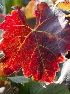 Preview wallpaper leaf, autumn, vines, branches