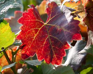 Preview wallpaper leaf, autumn, vines, branches