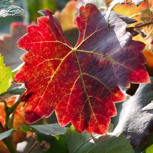 Preview wallpaper leaf, autumn, vines, branches