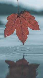 Preview wallpaper leaf, autumn, water, reflection, circles