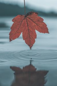 Preview wallpaper leaf, autumn, water, reflection, circles