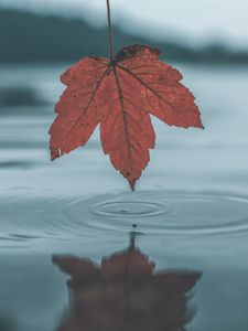 Preview wallpaper leaf, autumn, water, reflection, circles