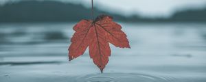 Preview wallpaper leaf, autumn, water, reflection, circles