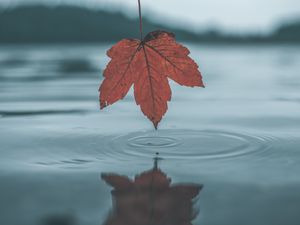 Preview wallpaper leaf, autumn, water, reflection, circles