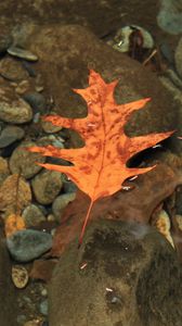 Preview wallpaper leaf, autumn, water, stones, transparent, yellow