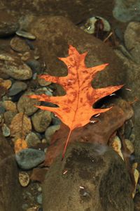 Preview wallpaper leaf, autumn, water, stones, transparent, yellow