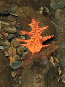 Preview wallpaper leaf, autumn, water, stones, transparent, yellow