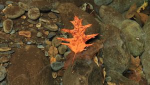 Preview wallpaper leaf, autumn, water, stones, transparent, yellow