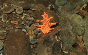 Preview wallpaper leaf, autumn, water, stones, transparent, yellow