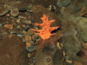 Preview wallpaper leaf, autumn, water, stones, transparent, yellow