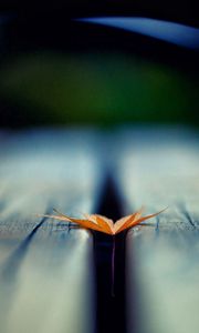 Preview wallpaper leaf, autumn, wood floor, blurring