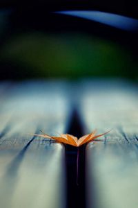 Preview wallpaper leaf, autumn, wood floor, blurring