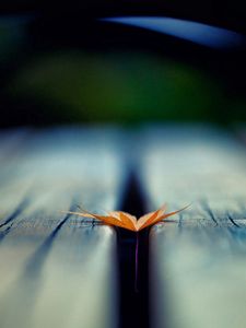 Preview wallpaper leaf, autumn, wood floor, blurring