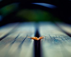 Preview wallpaper leaf, autumn, wood floor, blurring