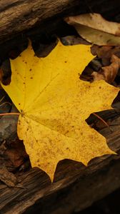 Preview wallpaper leaf, autumn, yellow, macro