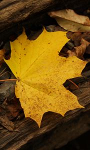 Preview wallpaper leaf, autumn, yellow, macro