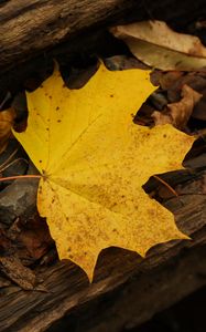 Preview wallpaper leaf, autumn, yellow, macro