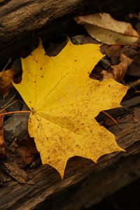 Preview wallpaper leaf, autumn, yellow, macro