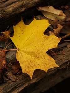 Preview wallpaper leaf, autumn, yellow, macro