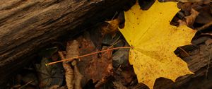 Preview wallpaper leaf, autumn, yellow, macro