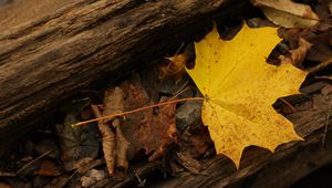 Preview wallpaper leaf, autumn, yellow, macro