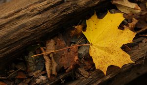 Preview wallpaper leaf, autumn, yellow, macro