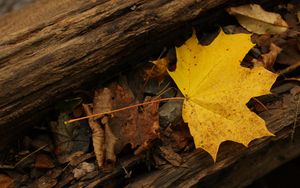 Preview wallpaper leaf, autumn, yellow, macro