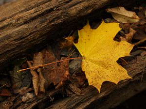 Preview wallpaper leaf, autumn, yellow, macro