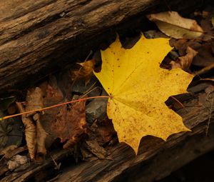 Preview wallpaper leaf, autumn, yellow, macro