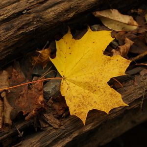 Preview wallpaper leaf, autumn, yellow, macro