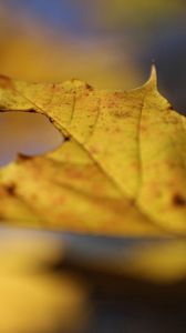 Preview wallpaper leaf, autumn, yellow, macro, nature, maple