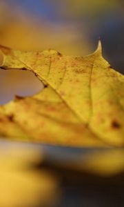 Preview wallpaper leaf, autumn, yellow, macro, nature, maple
