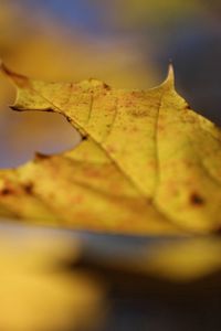 Preview wallpaper leaf, autumn, yellow, macro, nature, maple