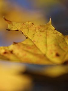 Preview wallpaper leaf, autumn, yellow, macro, nature, maple