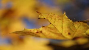 Preview wallpaper leaf, autumn, yellow, macro, nature, maple