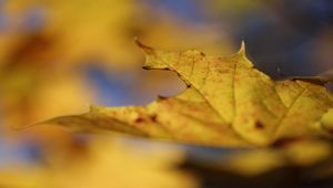 Preview wallpaper leaf, autumn, yellow, macro, nature, maple