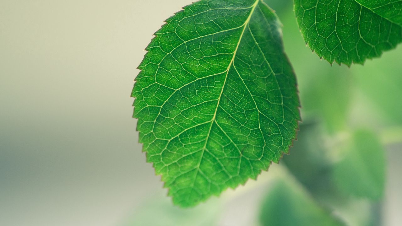 Wallpaper leaf, background, green, macro