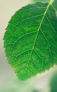 Preview wallpaper leaf, background, green, macro